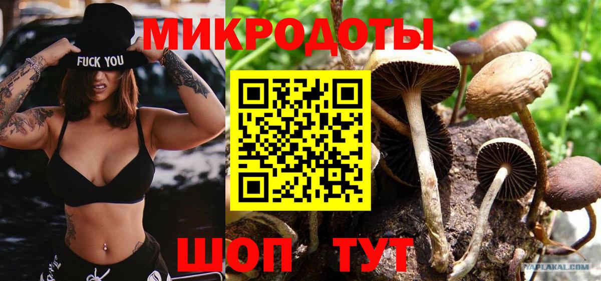 Волхов  Галлюциногенные грибы Cubensis  Вход с VPN 