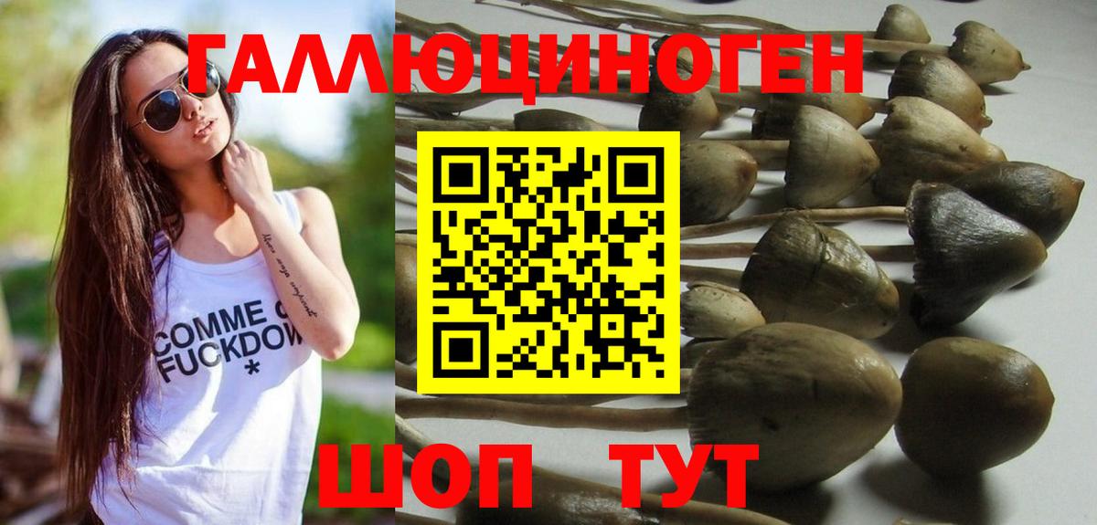 Псилоцибиновые грибы мицелий Волхов
